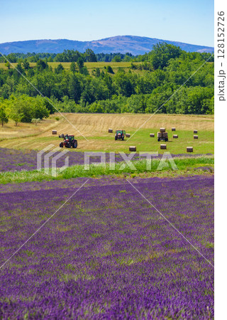 Agricultural view with lavender field and tractor working on field, France Agricultural view with lavender field and tractor working on field, France 128152726