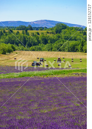 Agricultural view with lavender field and tractor working on field, France 128152727