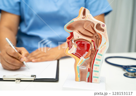 Asian doctor with nasal oral throat cavity neck human anatomy model for study diagnosis and treatment in hospital. 128153117
