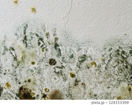 Mould and fungus growth on white wall 128153309