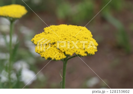 初夏の公園に咲くキバナノコギリソウの黄色い花 初夏の公園に咲くキバナノコギリソウの黄色い花 128153602