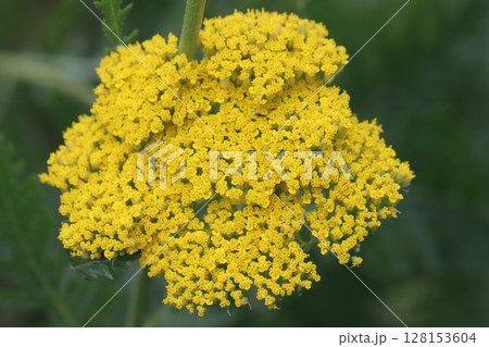 初夏の公園に咲くキバナノコギリソウの黄色い花 128153604