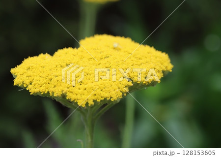初夏の公園に咲くキバナノコギリソウの黄色い花 初夏の公園に咲くキバナノコギリソウの黄色い花 128153605