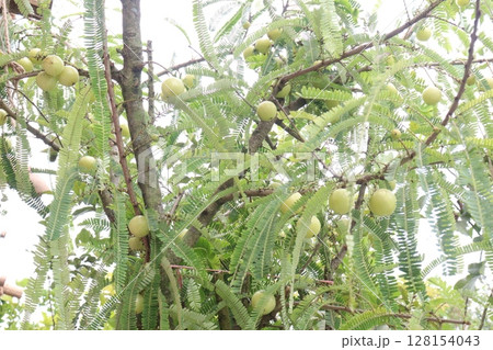 Amla gooseberry on tree in farm Amla gooseberry on tree in farm 128154043