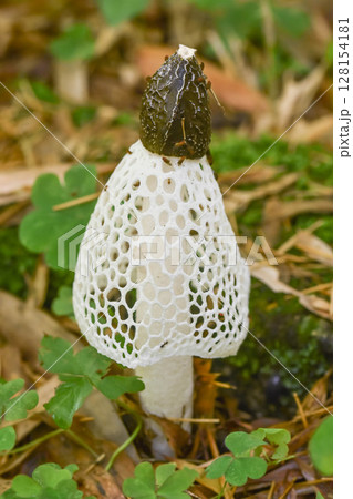 キノコの女王　キヌガサタケ 128154181