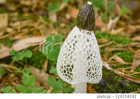 キノコの女王　キヌガサタケ 128154182