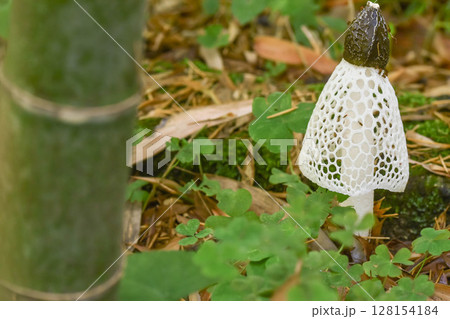 キノコの女王　キヌガサタケ 128154184
