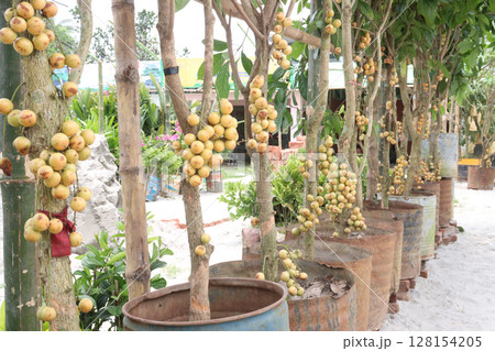 Baccaurea motleyana fruit on tree in farm 128154205