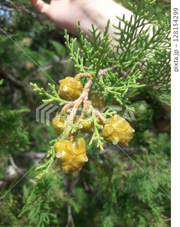 A close-up of a hand holding a branch with young green cones among lush evergreen needles in a natural forest environment A close-up of a hand holding a branch with young green cones among lush evergreen needles in a natural forest environment 128154299