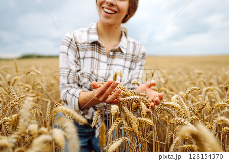 Agronomist holds ears of wheat, check quality of wheat grain. Agriculture food industry. 128154370
