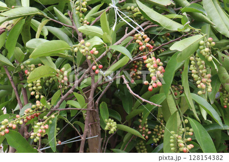 Bignay fruit on plant in farm 128154382
