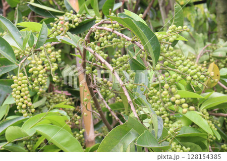 Bignay fruit on plant in farm 128154385