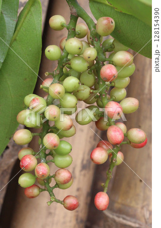 Bignay fruit on plant in farm 128154390