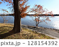 紅葉したメタセコイアと湖 128154392