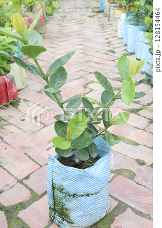 Carissa carandas fruit on tree in farm Carissa carandas fruit on tree in farm 128154464