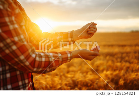 Hands Of Farmer Close-up Holding Handful Of Wheat Grains In Wheat Field. Growth nature harvest. Hands Of Farmer Close-up Holding Handful Of Wheat Grains In Wheat Field. Growth nature harvest. 128154821