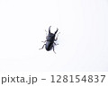 ヒラタクワガタ 128154837