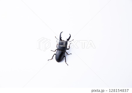 ヒラタクワガタ 128154837