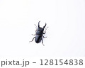 ヒラタクワガタ 128154838