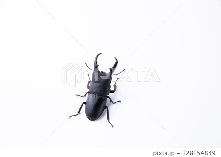ヒラタクワガタ ヒラタクワガタ 128154839