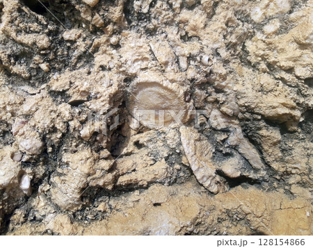 Close Up of Sandy Cliff with Embedded Shells, Fossils, and Marine Creatures Close Up of Sandy Cliff with Embedded Shells, Fossils, and Marine Creatures 128154866