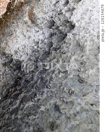 Multiple Segmented Creatures Scattered Across Wet Rocky Surface with Varied Textures 128154879