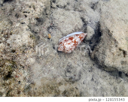 A beautifully patterned seashell resting on the sandy ocean floor, surrounded by clear water and small rocks 128155343