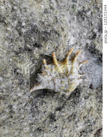 A close up view of a unique, spiky seashell resting on a textured sandy surface, showcasing intricate details and natural patterns 128155344
