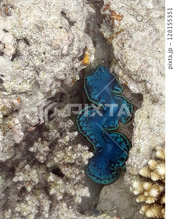 A mesmerizing underwater scene featuring a vibrant blue giant clam nestled within a coral reef, surrounded by intricate textures and marine life A mesmerizing underwater scene featuring a vibrant blue giant clam nestled within a coral reef, surrounded by intricate textures and marine life 128155351