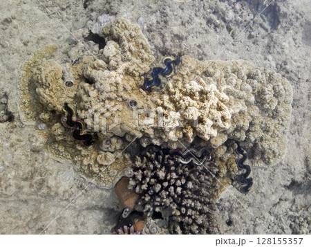An underwater close up of a vibrant coral reef, showcasing intricate textures and patterns with embedded marine life nestled within the rocky ocean floor 128155357