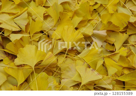 黄色いイチョウの落ち葉 128155389