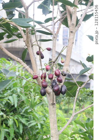 Java plum on tree in farm Java plum on tree in farm 128155436