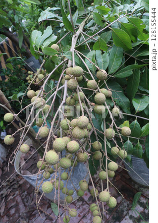 Longan fruit on tree in farm 128155444