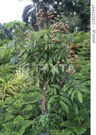 Longan fruit on tree in farm Longan fruit on tree in farm 128155447