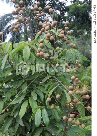 Longan fruit on tree in farm Longan fruit on tree in farm 128155448