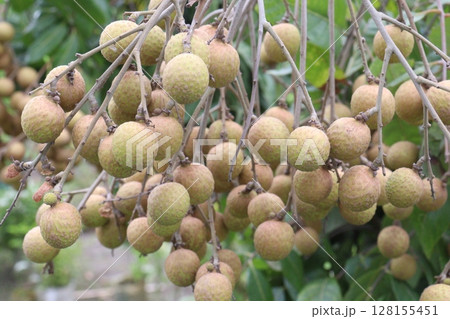 Longan fruit on tree in farm Longan fruit on tree in farm 128155451