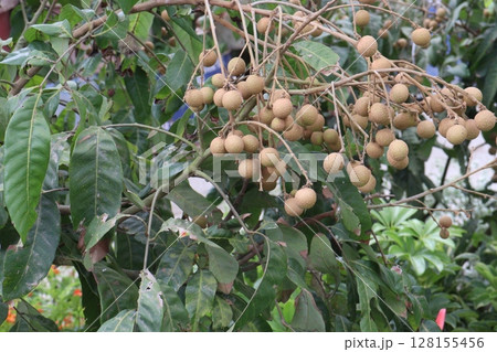 Longan fruit on tree in farm 128155456