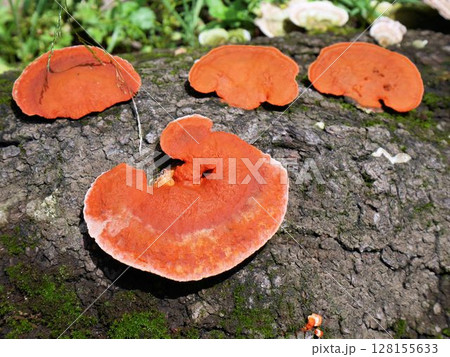 ヒイロタケ　Pycnoporus coccineus 128155633