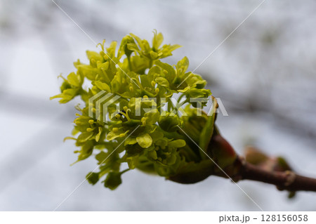 Norway maple blossoms emerge in spring with vibrant yellowish-green flowers highlighting seasonal changes Norway maple blossoms emerge in spring with vibrant yellowish-green flowers highlighting seasonal changes 128156058