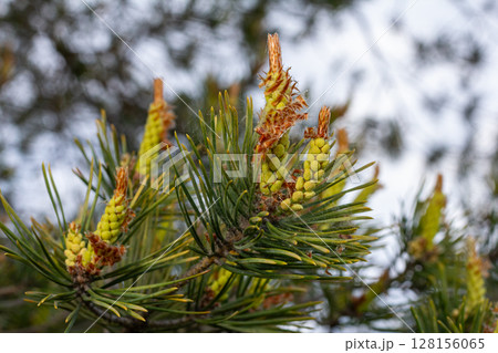Exploration of Pinus sylvestris featuring male and female cones amidst lush needles in a natural habitat 128156065