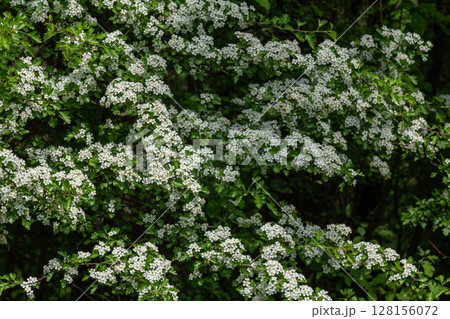 Blooming Crataegus monogyna displays clusters of white flowers against lush green foliage in a sunny setting during springtime 128156072