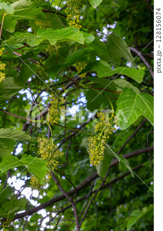 Spring blossoms of Norway Maple show bright yellowish-green flowers among lush leaves in a vibrant forest setting 128156074