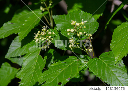 Tatarian Maple tree showcases rounded green leaves and clusters of small flowers during spring in a natural setting Tatarian Maple tree showcases rounded green leaves and clusters of small flowers during spring in a natural setting 128156076