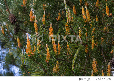 Scots pine branches showcasing male and female cones with lush green needles 128156080