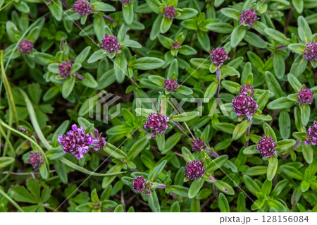 Exploring wild thyme blooms with small purple flowers and fragrant oval leaves in a lush green field under bright sunlight 128156084