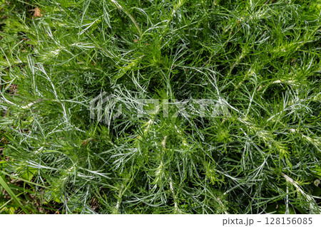 Exploring Artemisia absinthium with distinctive pinnate gray-green foliage and vibrant yellow flowers in a serene garden setting 128156085