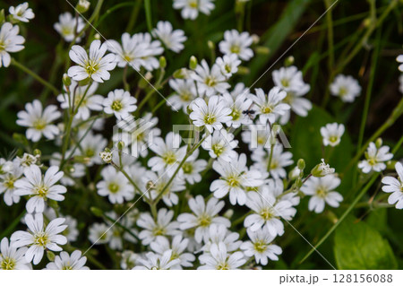 Blooming greater stitchwort displays clusters of delicate white flowers in a lush green habitat during early spring Blooming greater stitchwort displays clusters of delicate white flowers in a lush green habitat during early spring 128156088