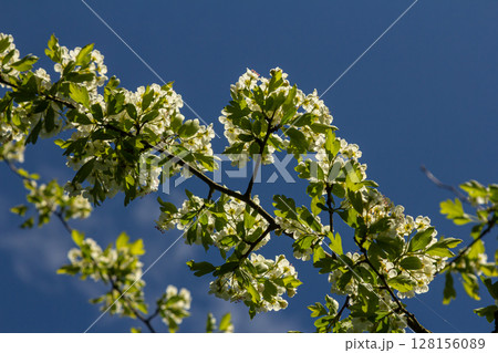Common hawthorn blooms under a clear blue sky revealing clusters of delicate white flowers and fresh green leaves during springtime Common hawthorn blooms under a clear blue sky revealing clusters of delicate white flowers and fresh green leaves during springtime 128156089