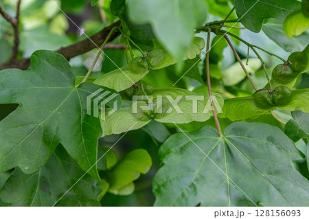 Deciduous Acer campestre showcases lobed leaves and characteristic paired samaras in a lush green setting during early summer Deciduous Acer campestre showcases lobed leaves and characteristic paired samaras in a lush green setting during early summer 128156093