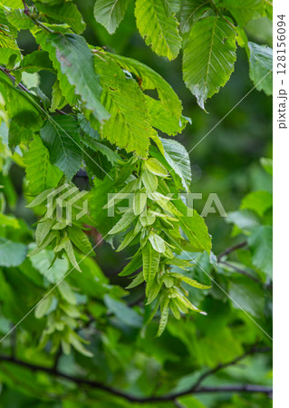 European Hornbeam branches display bright green toothed leaves and unique winged fruits during a sunny day in a lush forest setting European Hornbeam branches display bright green toothed leaves and unique winged fruits during a sunny day in a lush forest setting 128156094